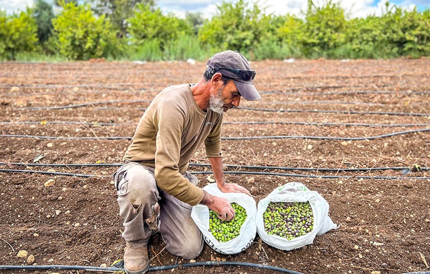 A Palestinian farmer kneeling in an olive grove, sorting freshly picked green olives into sacks