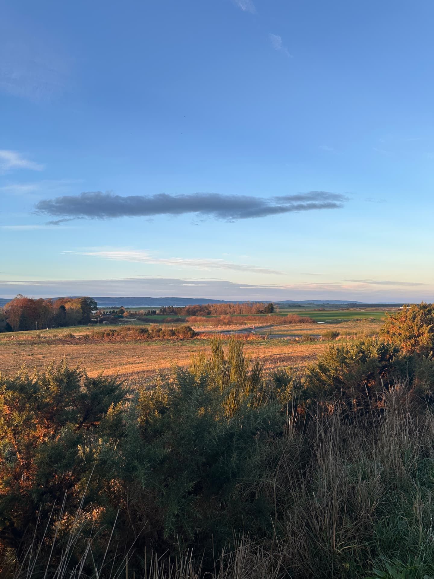Autumn gorse and fields looking out over the Moray Firth from Tornagrain