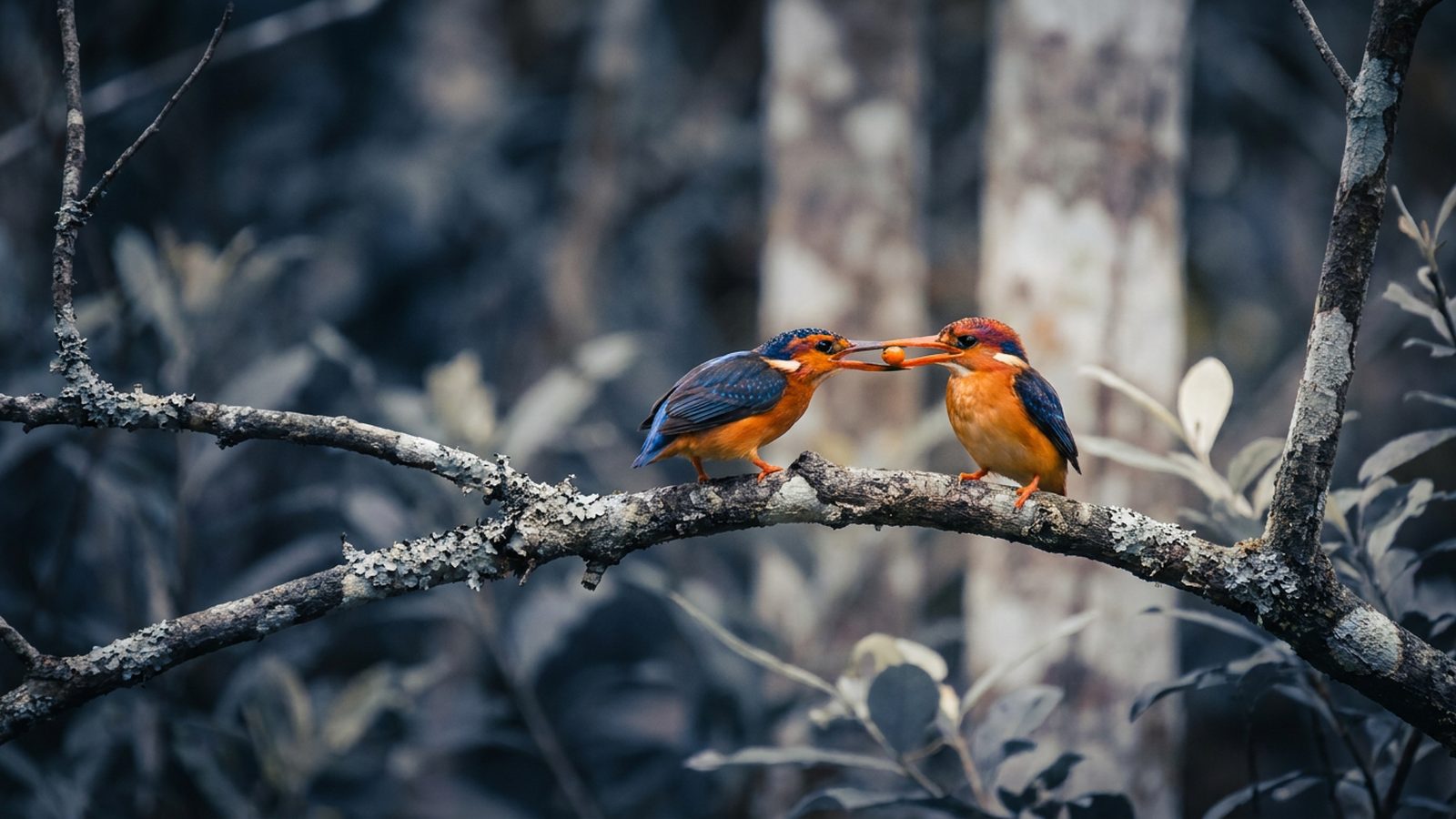 Small, brightly coloured bird perching on a branch, feeding another bird.