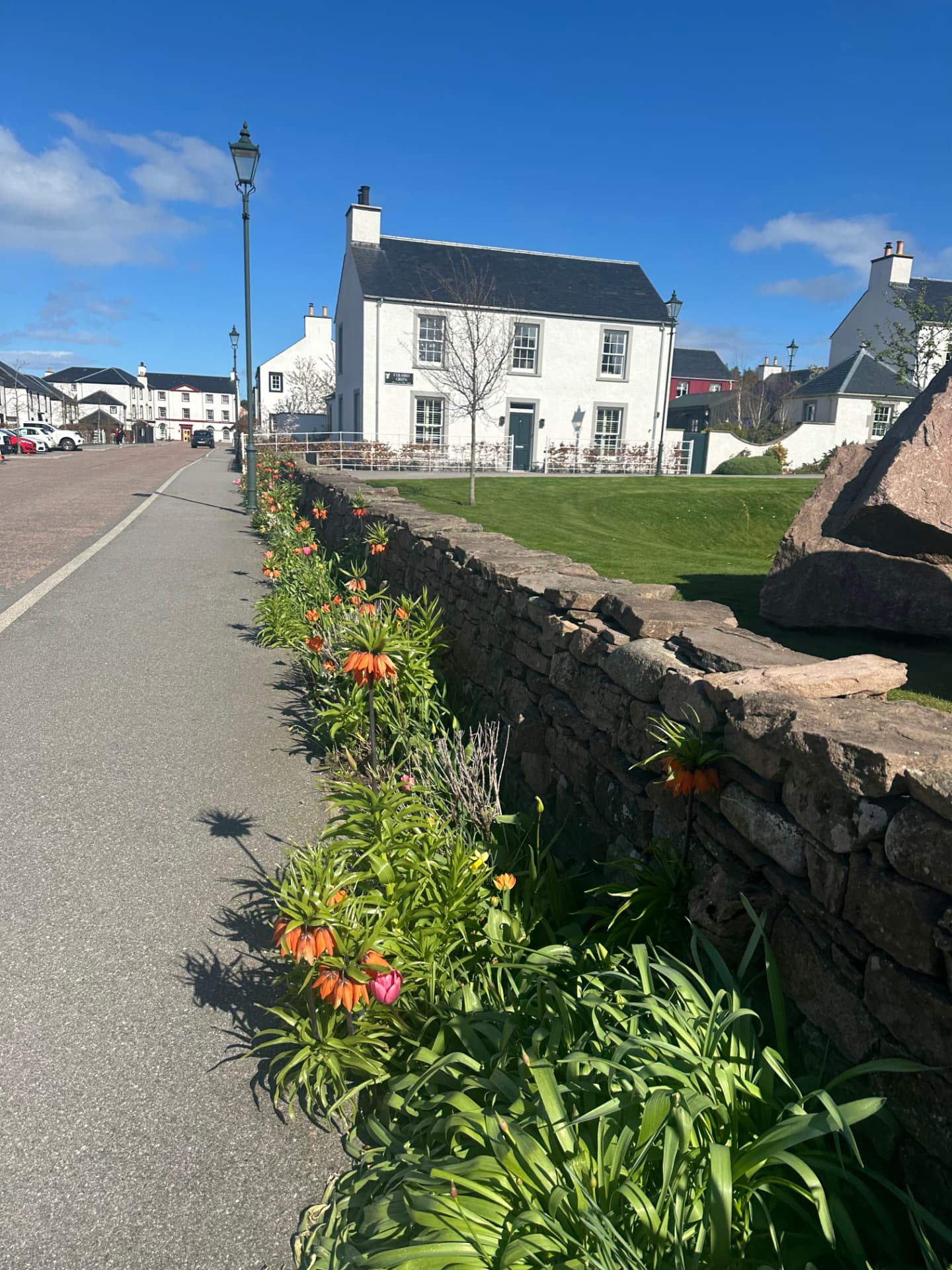 Spring flowers along a dry stone wall on Culaird Green, Tornagrain