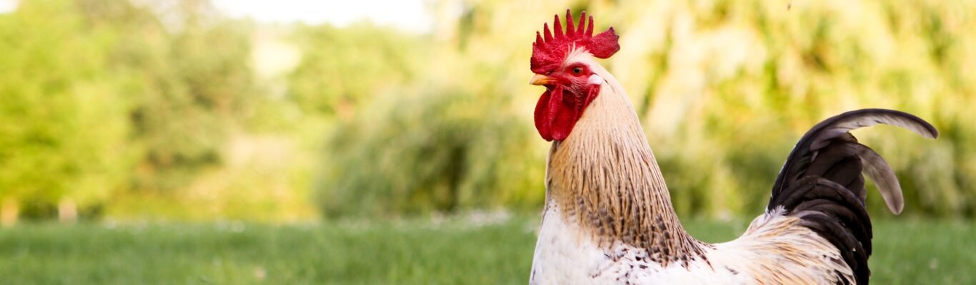 A cockerel standing proud in the morning light