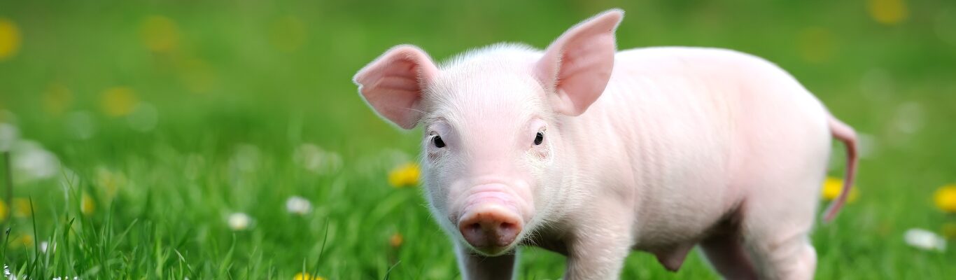 A young pig snuffling through the straw