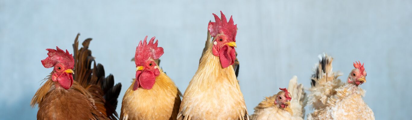 Hens scratching about in a garden run