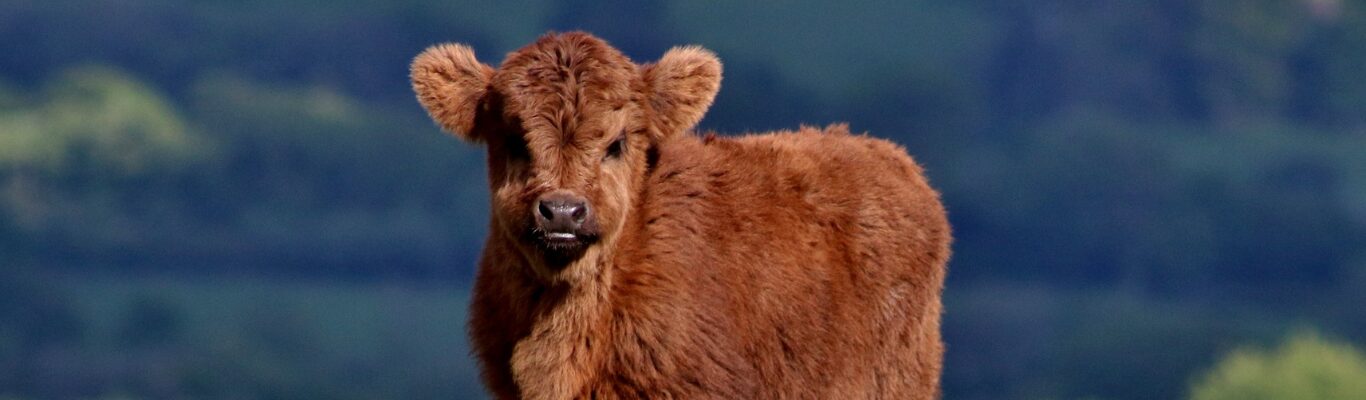 A cow grazing in a quiet Highland field