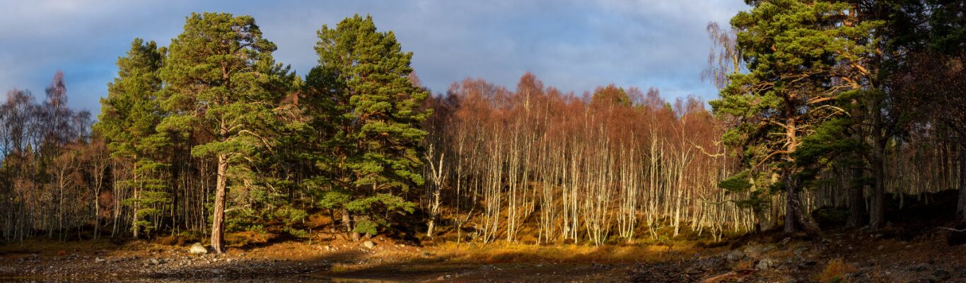Sunlight falling through a stand of tall trees