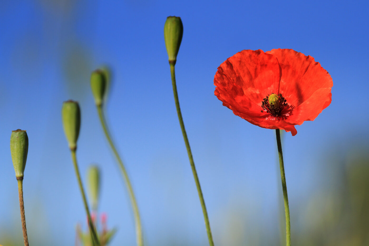 A single red poppy standing in long grass
