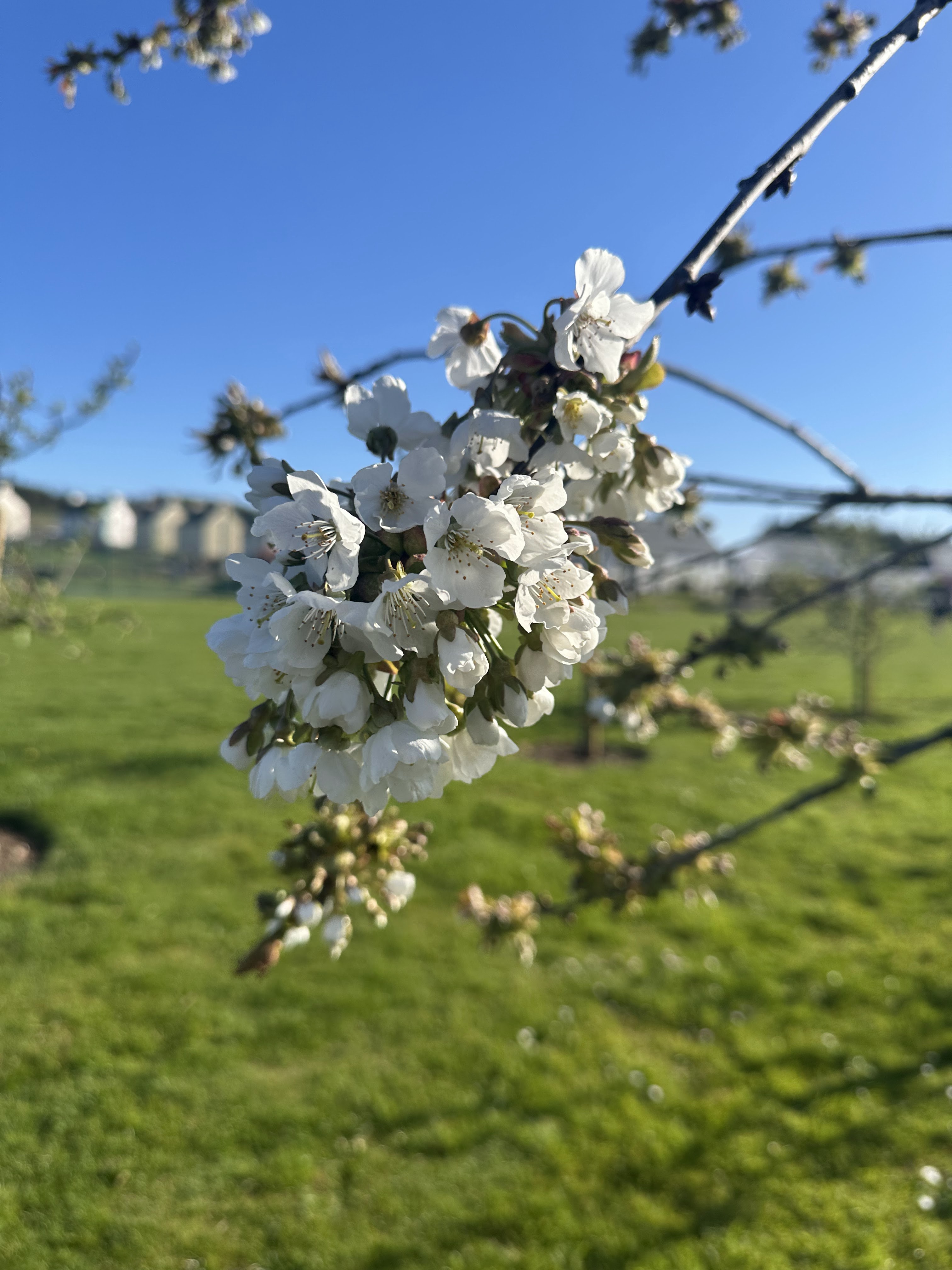 Cherry blossom in flower on the village green at Tornagrain