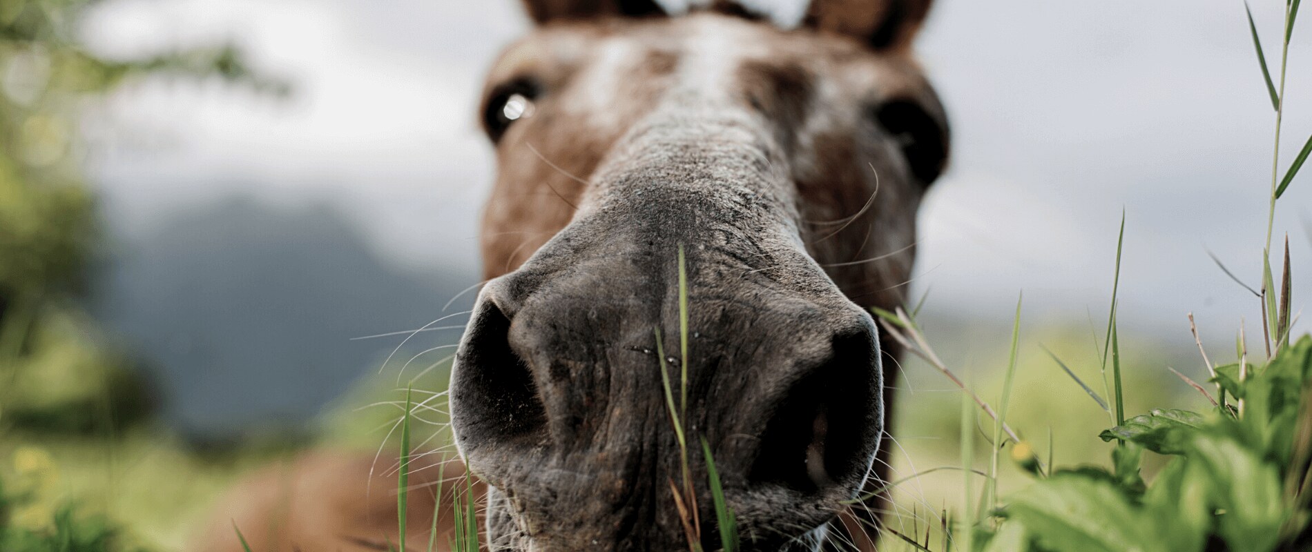 A horse standing in a Highland field, ears forward