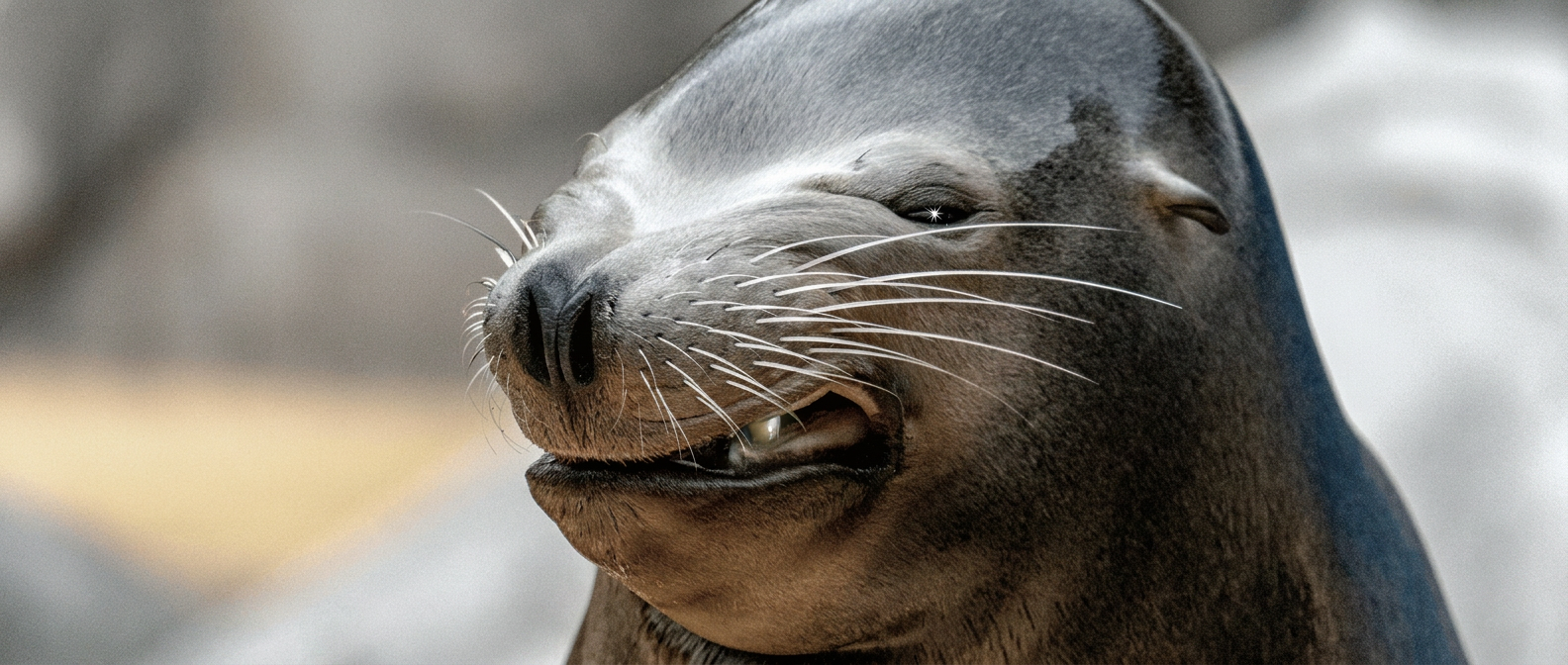 A close-up of a seal's face with long whiskers and a twinkle in its eye